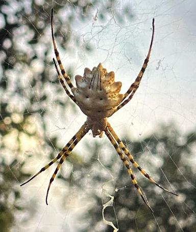 Araña de jardín de bandas amarillas