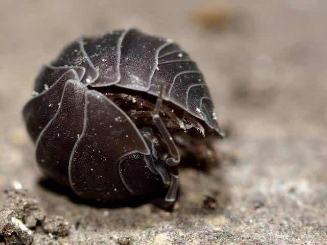 Bicho bolita - Armadillidium vulgare