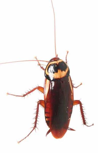 Cucaracha americana