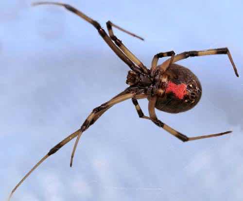 Araña violinista - Loxosceles reclusa