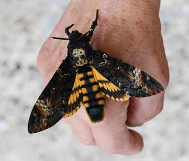 Mariposa esfinge colibrí