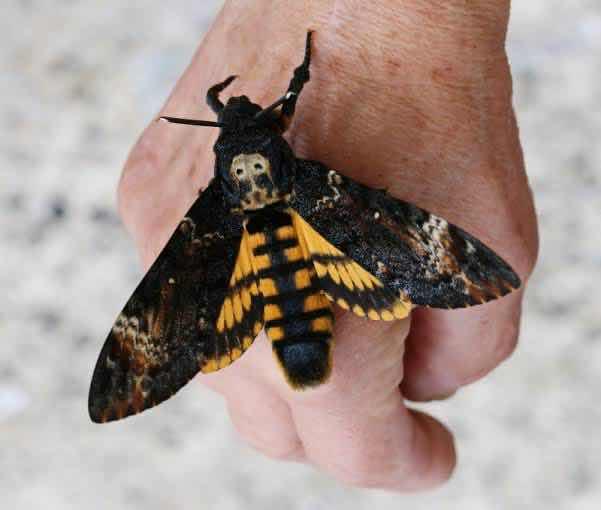 Mariposa esfinge colibrí - Hemaris thysbe