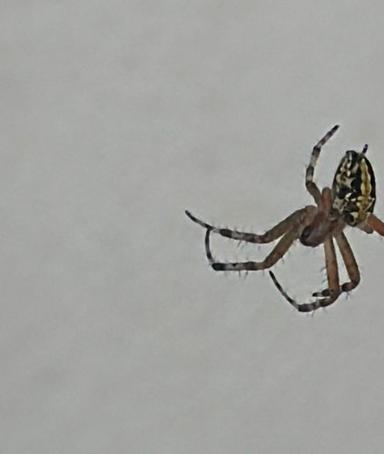 Araña de mármol