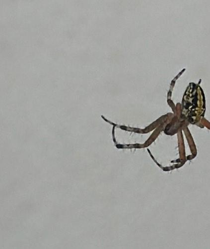 Araña de mármol -  marmoratus