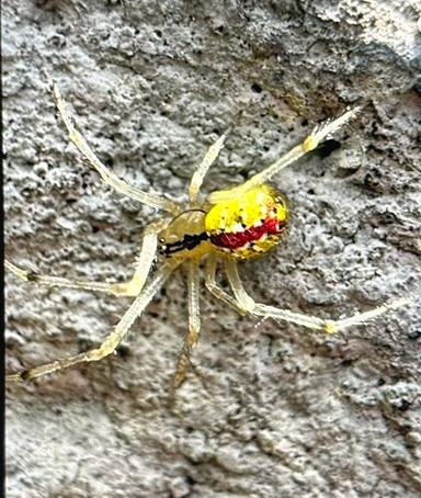 Araña amarilla