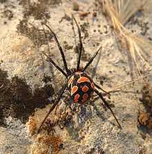 Araña de espalda roja