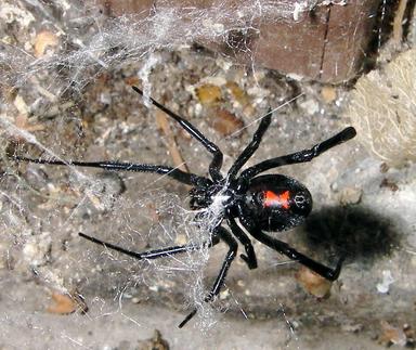 Araña viuda negra