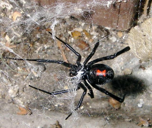 Araña viuda negra - Latrodectus mactans