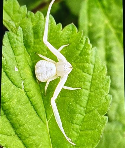 Araña cangrejo - Misumena vulgaris