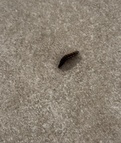 Oruga - caterpillar