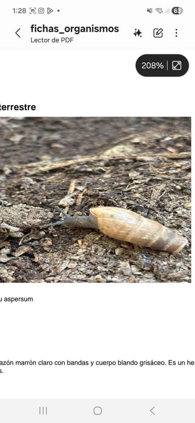 Caracol gigante africano