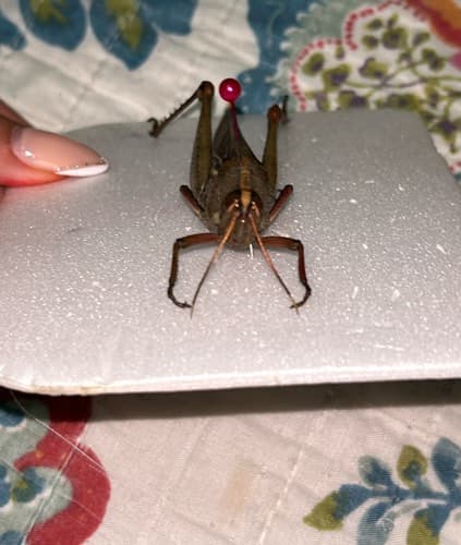 Chapulín - grasshopper