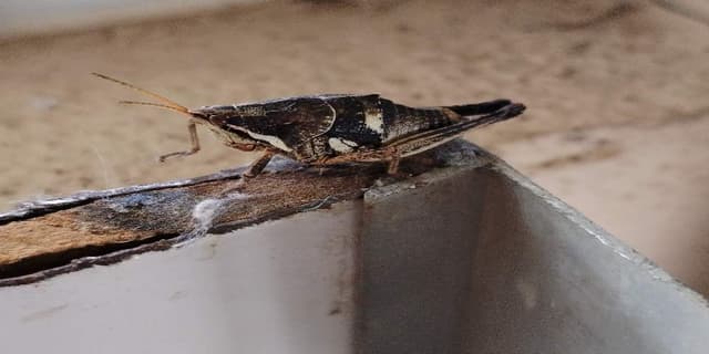 Langosta Pintada -  pictus