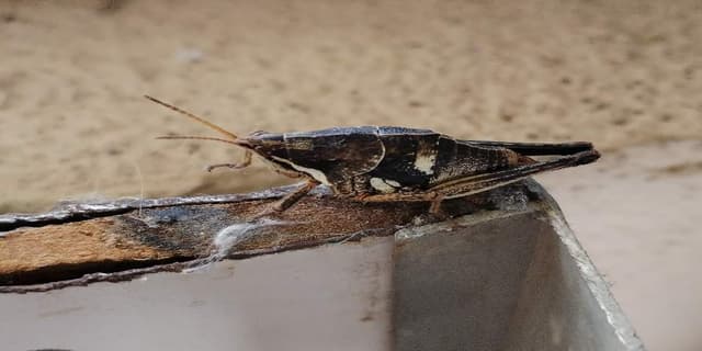 Saltamontes Pulsador - pulsator