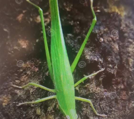 Saltamontes verde - viridissima