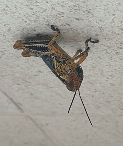 Saltamontes de la Familia Acrididae - Acrida grasshopper