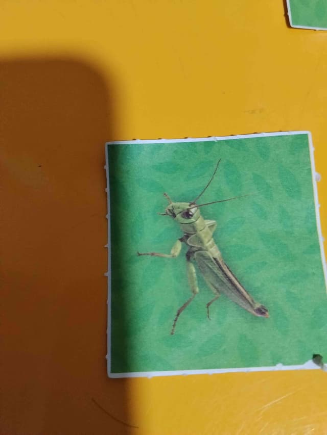 Chapulín o Saltamontes comum - Caelifera