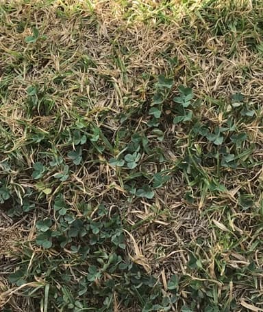 Langosta Diferencial (Saltamontes)