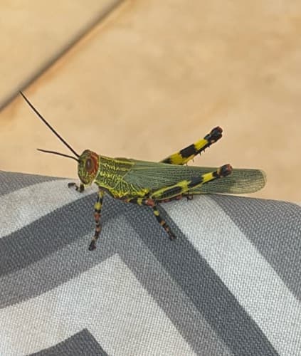 Saltamontes gigante sudamericano - Tropidacris Tropidacris collaris