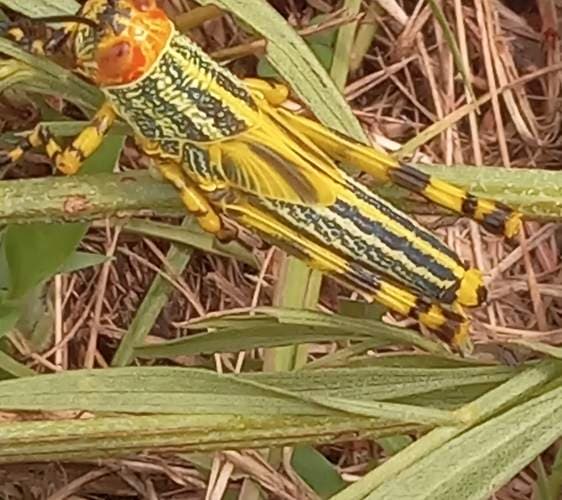 Langosta elegante del arbusto - Zonocerus Zonocerus elegans