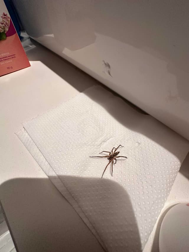 Araña tejedora en embudo - Tegenaria