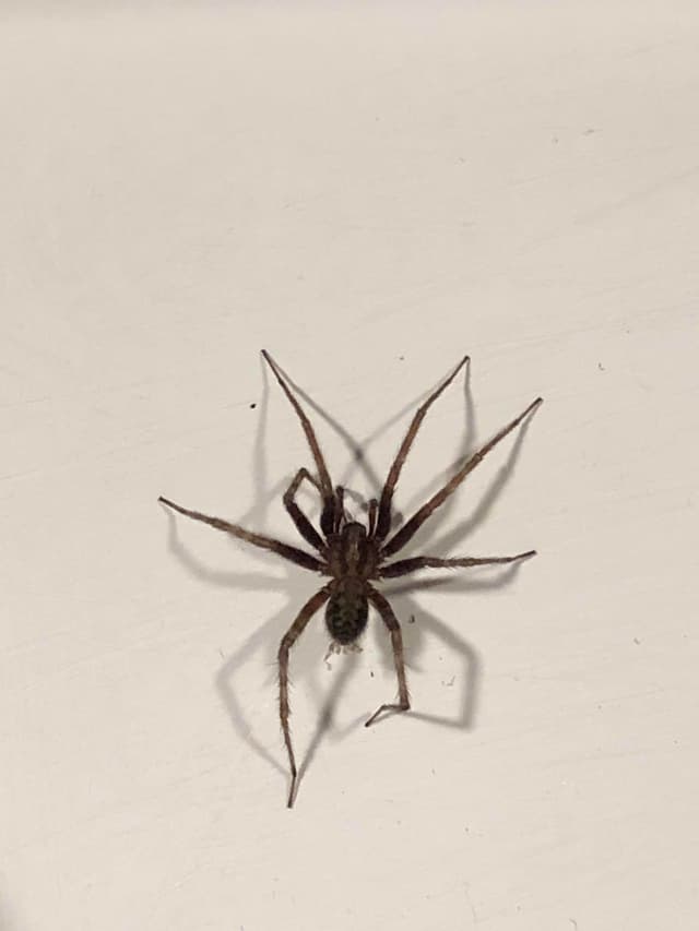 Araña doméstica común - Tegenaria domestica