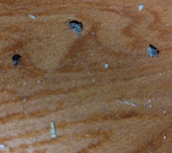 Escarabajo barrenador o polillas de madera -