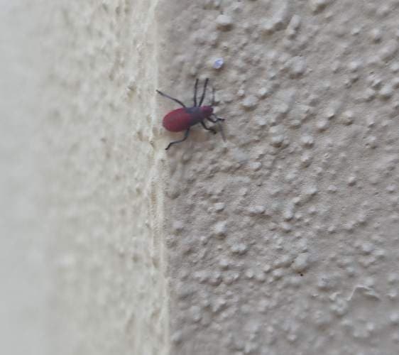 Hormiga león (Anthicidae) -