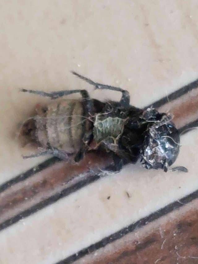 Abeja melífera -  apis