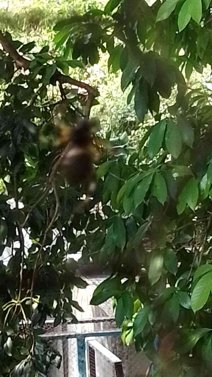 Abejas - Apis