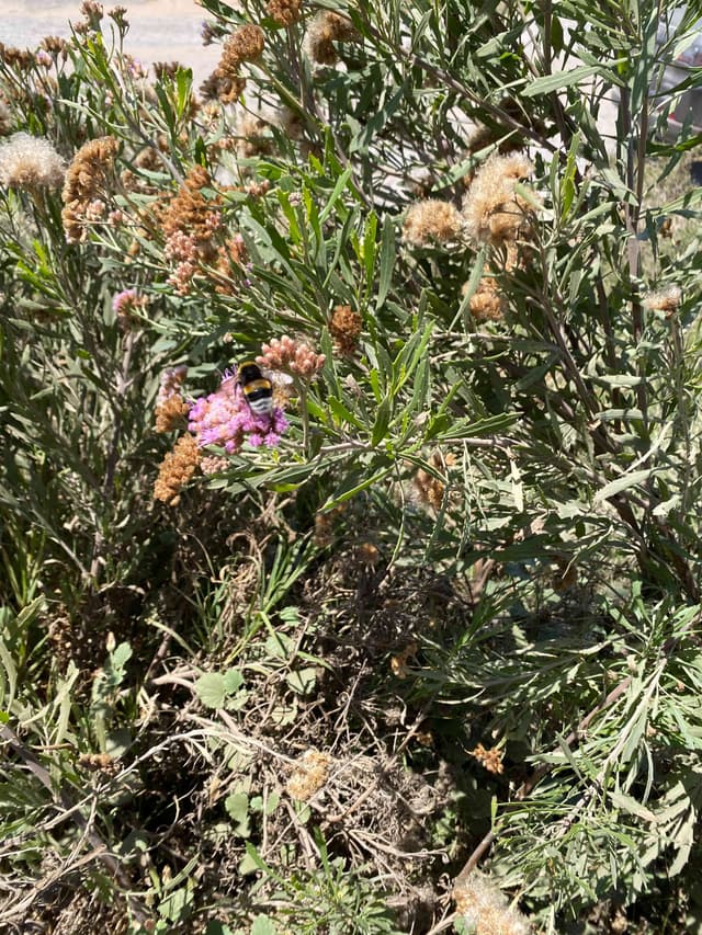abeja de abejorro de Dahlbom - Bombus dahlbomii