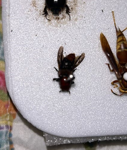 Abeja de orquídea - Euglossa trigona