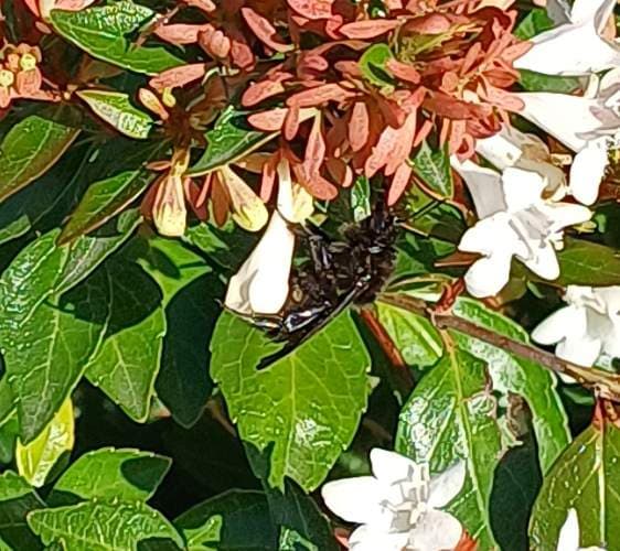 Carpintero (abeja carpintera) - Xylocopa