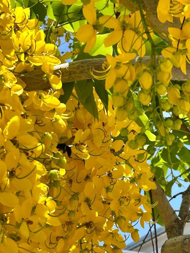 abejorro de cabeza grande - Xylocopa Xylocopa varipuncta