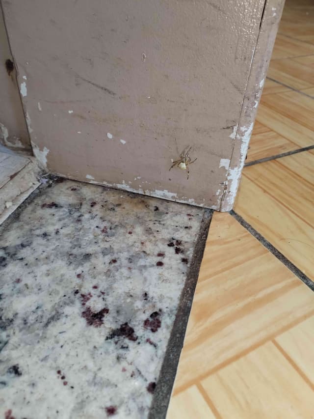 Arañas tejedoras (Familia Araneidae) -