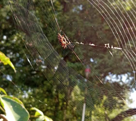 Araña cruzada - Araneus diadematus