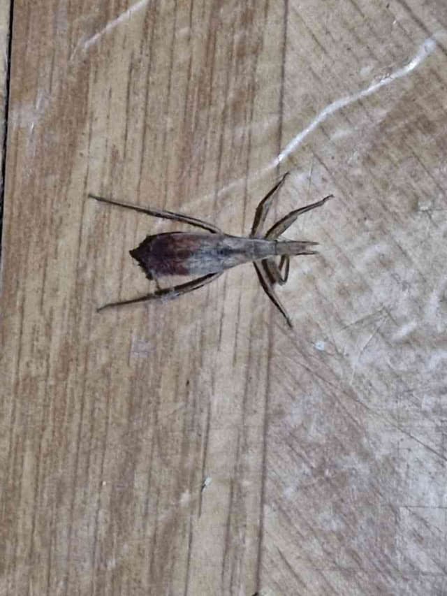 Araña de jardín - Argiope