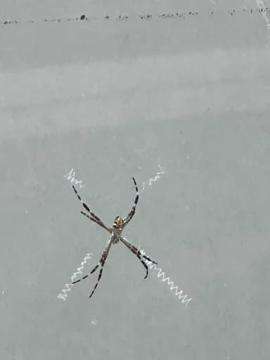 Araña argiope plateada