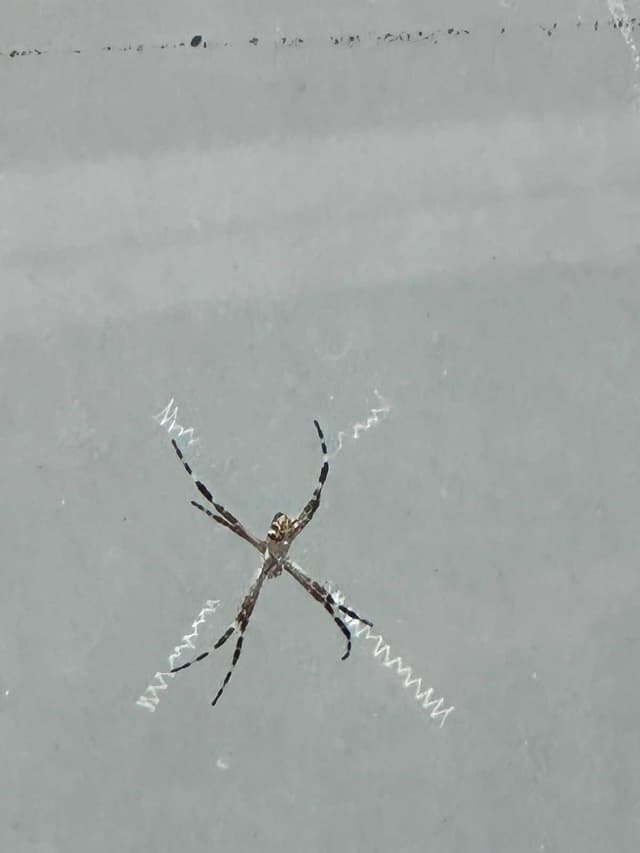 Araña argiope plateada - Argiope argentata