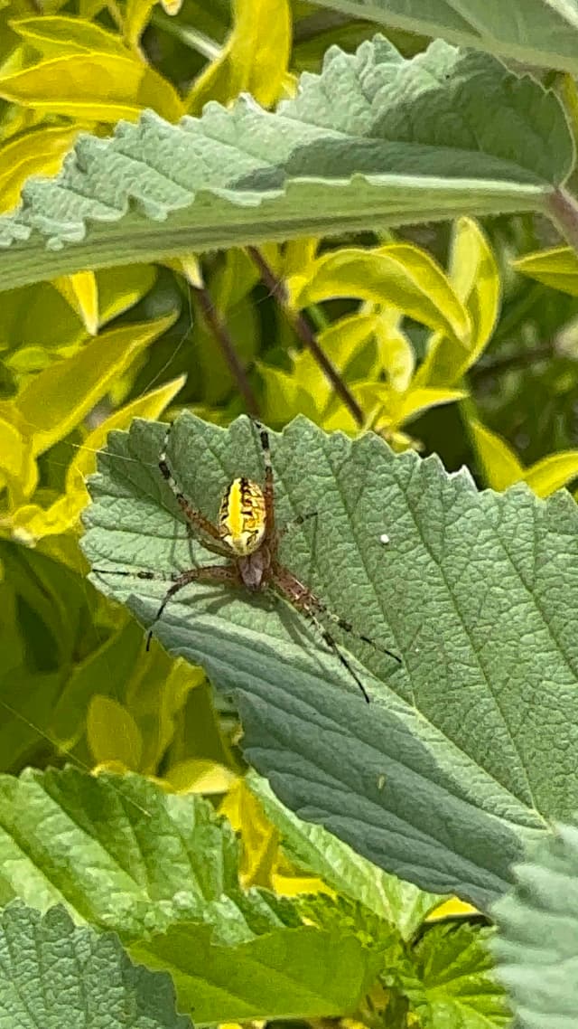 Araña tejedora dorada - Argiope Argiope aurantia