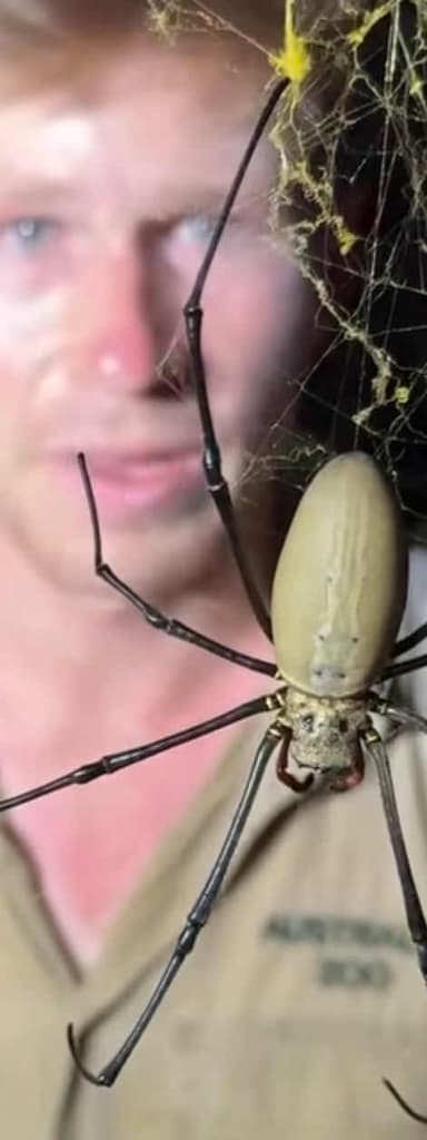 Araña de seda dorada