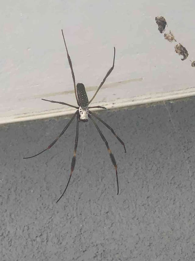 Araña Tejendera Dorada - Trichonephila clavipes