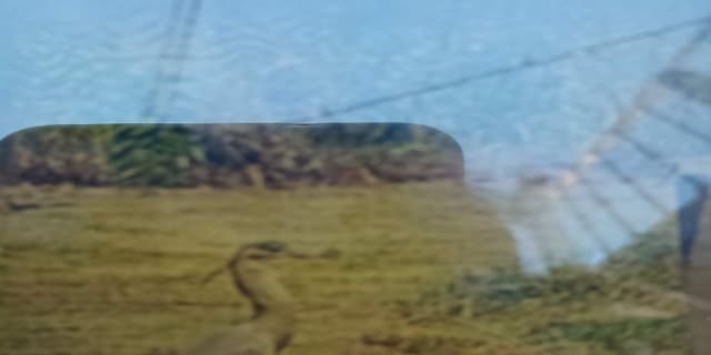 Garza real - Ardea cinerea