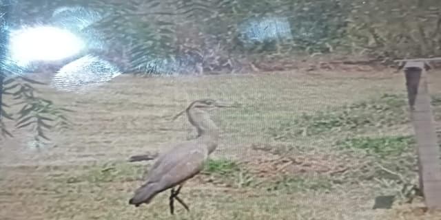 Garza Morada - Ardea cocoi
