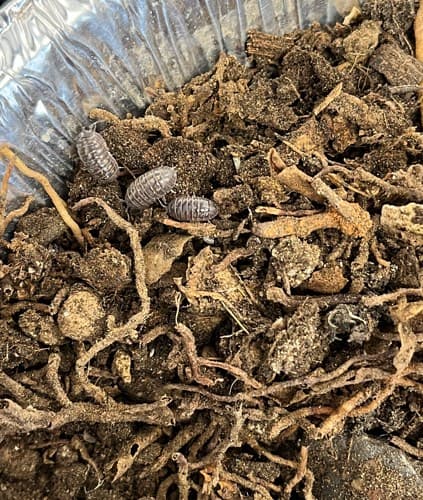 Cochinilla de humedad -