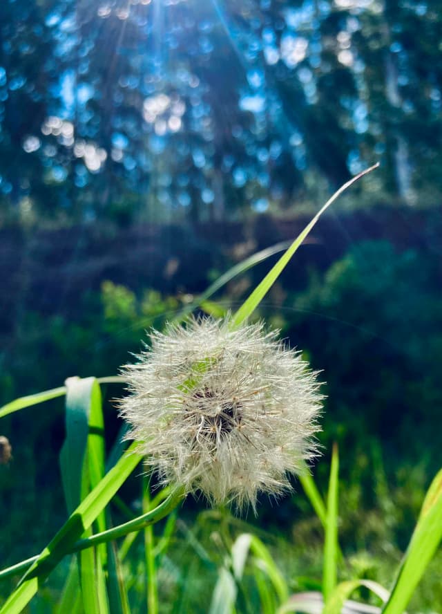 Diente de león - Taraxacum officinale