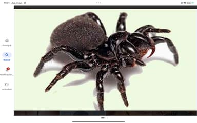 Viuda de la araña de cepo
