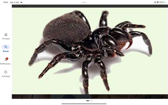 Viuda de la araña de cepo - Atrax robustus