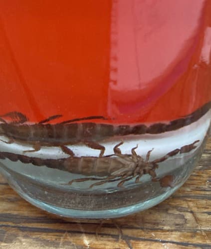 Chinche de agua gigante -