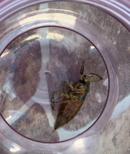 Chinche de agua gigante - Lethocerus americanus